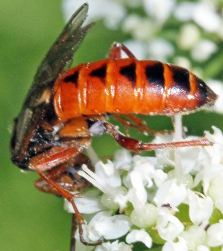 Tenthredopsis nassata